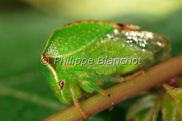 stictocephala bisonia 2.JPG - Membracide bison (portrait)Stictocephala bisoniaBuffalo treehopperHemiptera, MembracidaeFrance